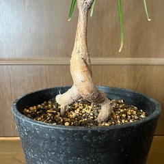 ブラキキトン ボトルツリーの画像