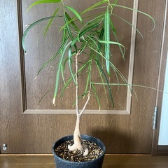 ブラキキトン ボトルツリーの画像