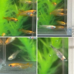 五式系ミックスめだか稚魚②　15匹の画像