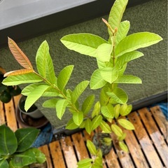 グァバ苗(実生苗)  2年生　の画像