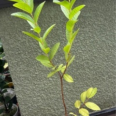 グァバ苗(実生苗)  2年生　の画像