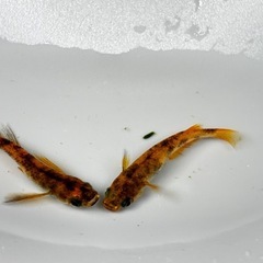 〈現物出品〉しまじろうRLF 1ペア　♂1 ♀1 和墨 の画像