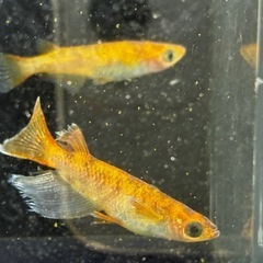 〈現物出品〉しまじろうRLF 1ペア　♂1 ♀1 和墨 の画像