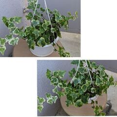 観葉植物アイビー（ハンギングタイプ）6号～7号鉢の画像
