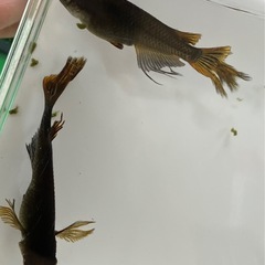 ②妲己メダカ稚魚12匹の画像