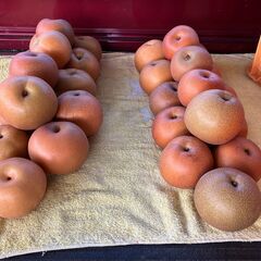 下妻産　豊水なし　大小/1000円　　の画像