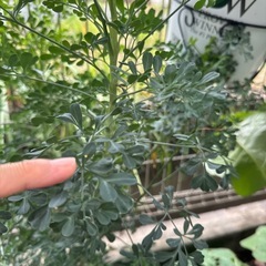 アゲハ蝶の卵　幼虫の画像