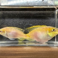 🐠ペルヴィカクロミス プルケール アルビノ ±7㎝　±6㎝ 1匹100円 2匹で150円 在庫2匹　No.01の画像
