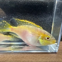 🐠ペルヴィカクロミス プルケール アルビノ ±7㎝　±6㎝ 1匹100円 2匹で150円 在庫2匹　No.01の画像