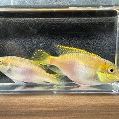 🐠ペルヴィカクロミス プルケール アルビノ ±7㎝　±6㎝ 1匹100円 2匹で150円 在庫2匹　No.01の画像
