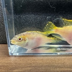 🐠ペルヴィカクロミス プルケール アルビノ ±7㎝　±6㎝ 1匹100円 2匹で150円 在庫2匹　No.01の画像
