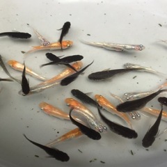 めだかMIXメダカの画像
