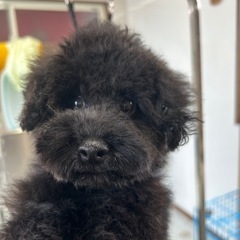 ラッキーくんご家族大募集中