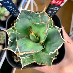 🟣写真更新🟣アガベ【鬼爪】小中株🍀の画像