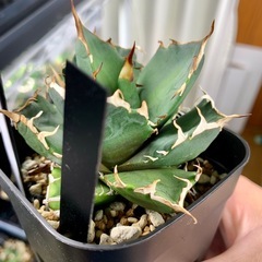 🟣写真更新🟣アガベ【鬼爪】小中株🍀の画像