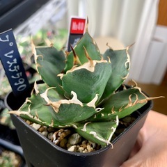 🟣写真更新🟣アガベ【鬼爪】小中株🍀の画像
