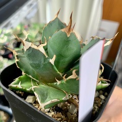 🟣写真更新🟣アガベ【鬼爪】小中株🍀の画像