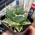 ランキングキーワードに紐づく投稿画像-多肉植物
