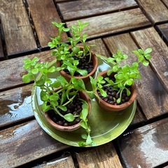 水草（バコパモンニエリ）の挿し木の画像