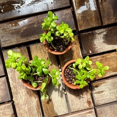 水草（バコパモンニエリ）の挿し木の画像