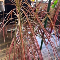 観葉植物　ドラセナコンシンネレインボー １２０㎝の画像