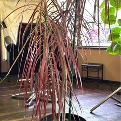 観葉植物　ドラセナコンシンネレインボー １２０㎝の画像