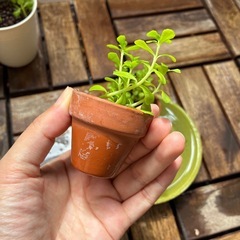 水草（バコパモンニエリ）の挿し木の画像