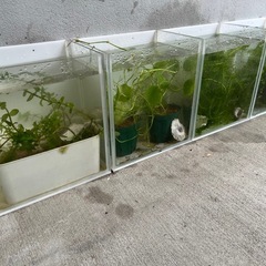 水槽いろいろ&水草セットの画像