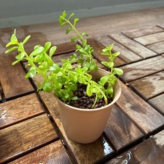 水草（バコパモンニエリ）の挿し木の画像