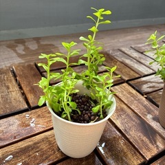 水草（バコパモンニエリ）の挿し木の画像