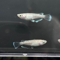 ②　フロストメダカ5匹の画像
