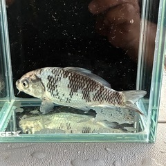錦鯉　3匹セット売り♦︎の画像