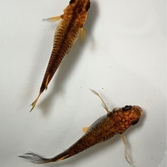 クラミツハ乱メダカ２匹+おまけの画像