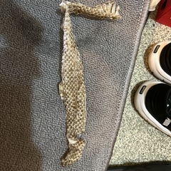 蛇の抜け殻の画像