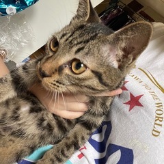 親子です - 猫