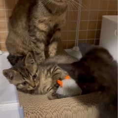親子です