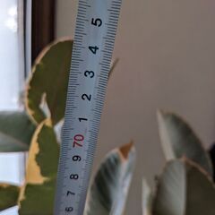 斑入りゴムの木（フィカス）の画像