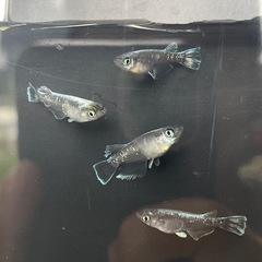ブラックレーヴメダカ　2ペアの画像