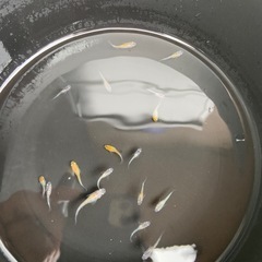 【現在60%off中！】【めだか】ラメ入り　稚魚　10匹の画像