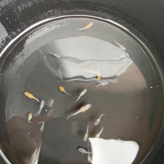 【現在60%off中！】【めだか】ラメ入り　稚魚　10匹の画像