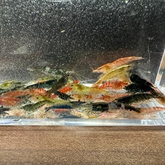 🐠チェリーシュリンプMIX ±1〜1.5㎝ 1匹40円 ウィローモス付き 在庫50匹以上 No.01の画像