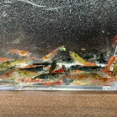 🐠チェリーシュリンプMIX ±1〜1.5㎝ 1匹40円 ウィローモス付き 在庫50匹以上 No.01の画像