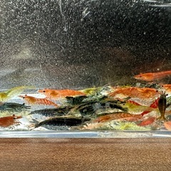 🐠チェリーシュリンプMIX ±1〜1.5㎝ 1匹40円 ウィローモス付き 在庫50匹以上 No.01の画像