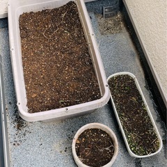 ⭐️9/14.15⭐️鉢植えSet⭐️の画像
