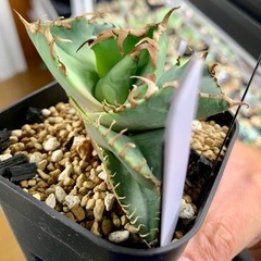 🟣写真更新🟣アガベ【クラブ/螃蟹】 小中株🍀ロゼット展開開始の画像
