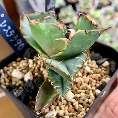 🟣写真更新🟣アガベ【クラブ/螃蟹】 小中株🍀ロゼット展開開始の画像