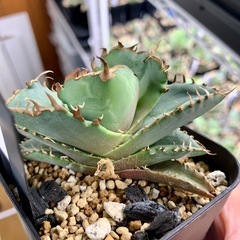 🟣写真更新🟣アガベ【クラブ/螃蟹】 小中株🍀ロゼット展開開始の画像