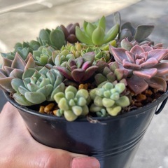 多肉植物の画像