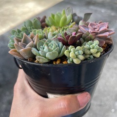 多肉植物の画像