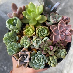 多肉植物の画像